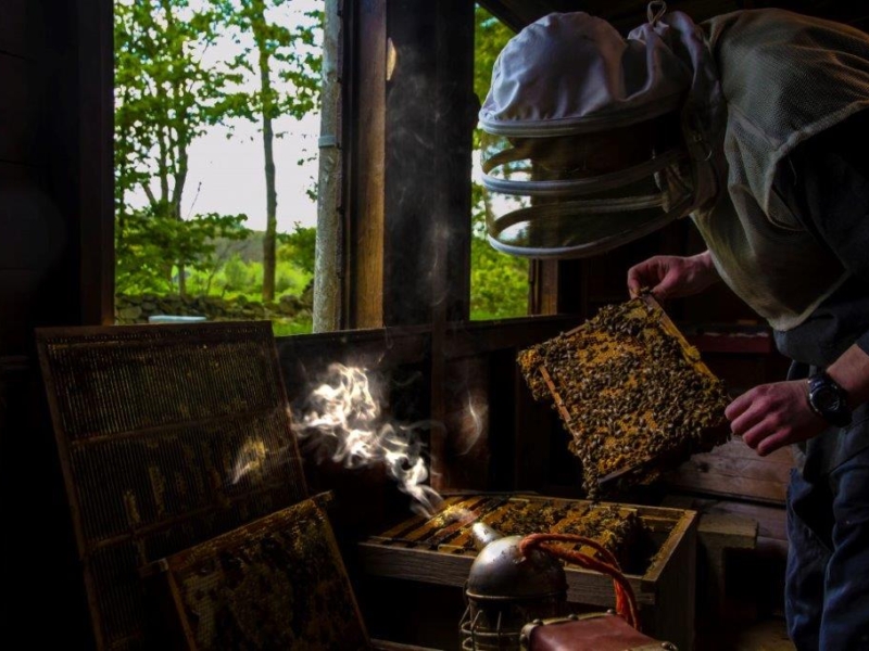 Mount Saint Bernard10