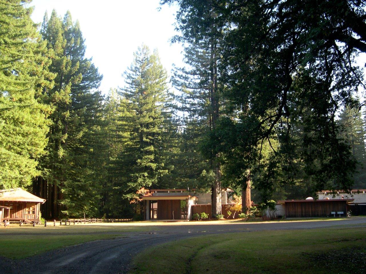 Redwoods (1)
