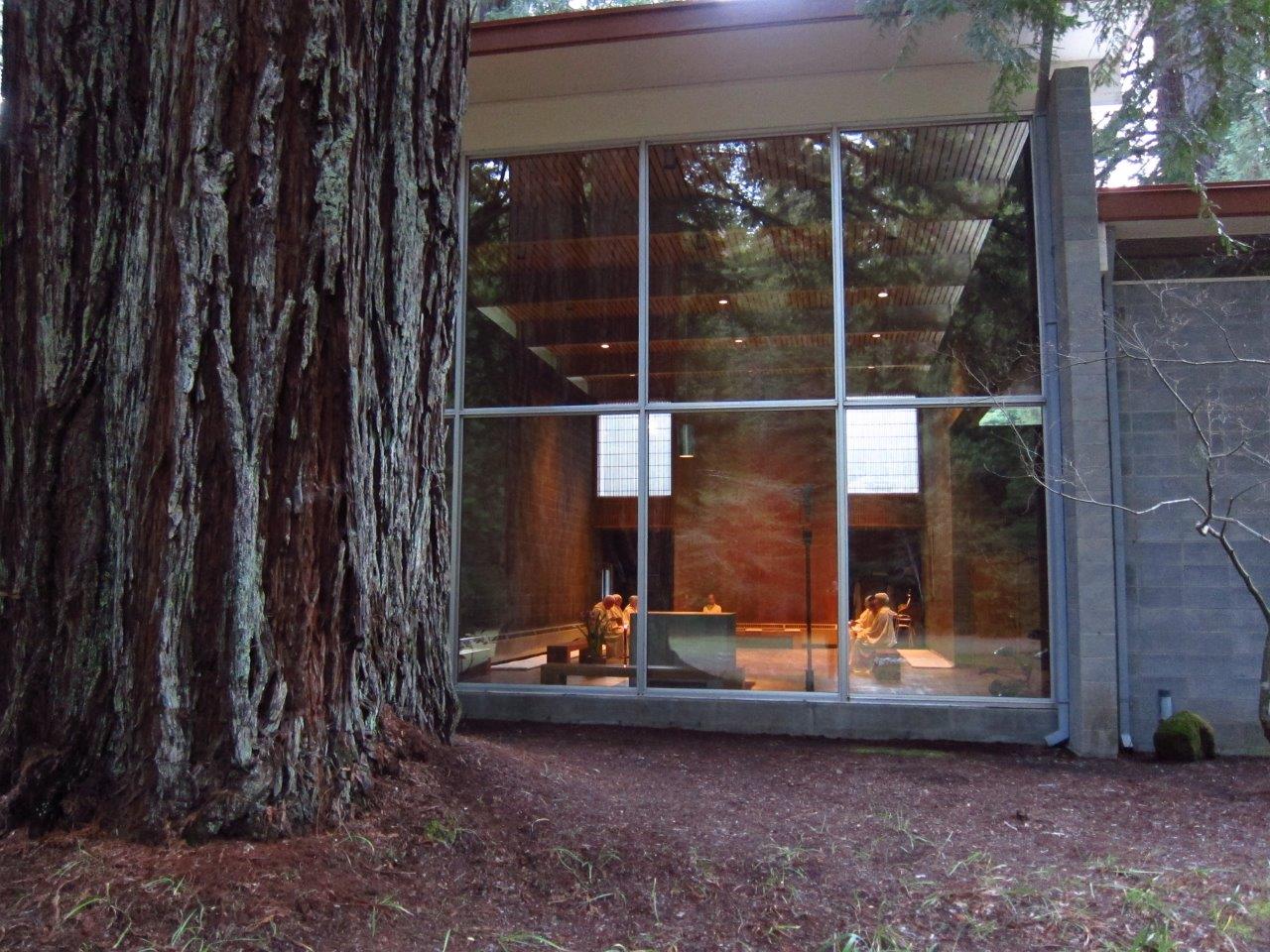 Redwoods (10)