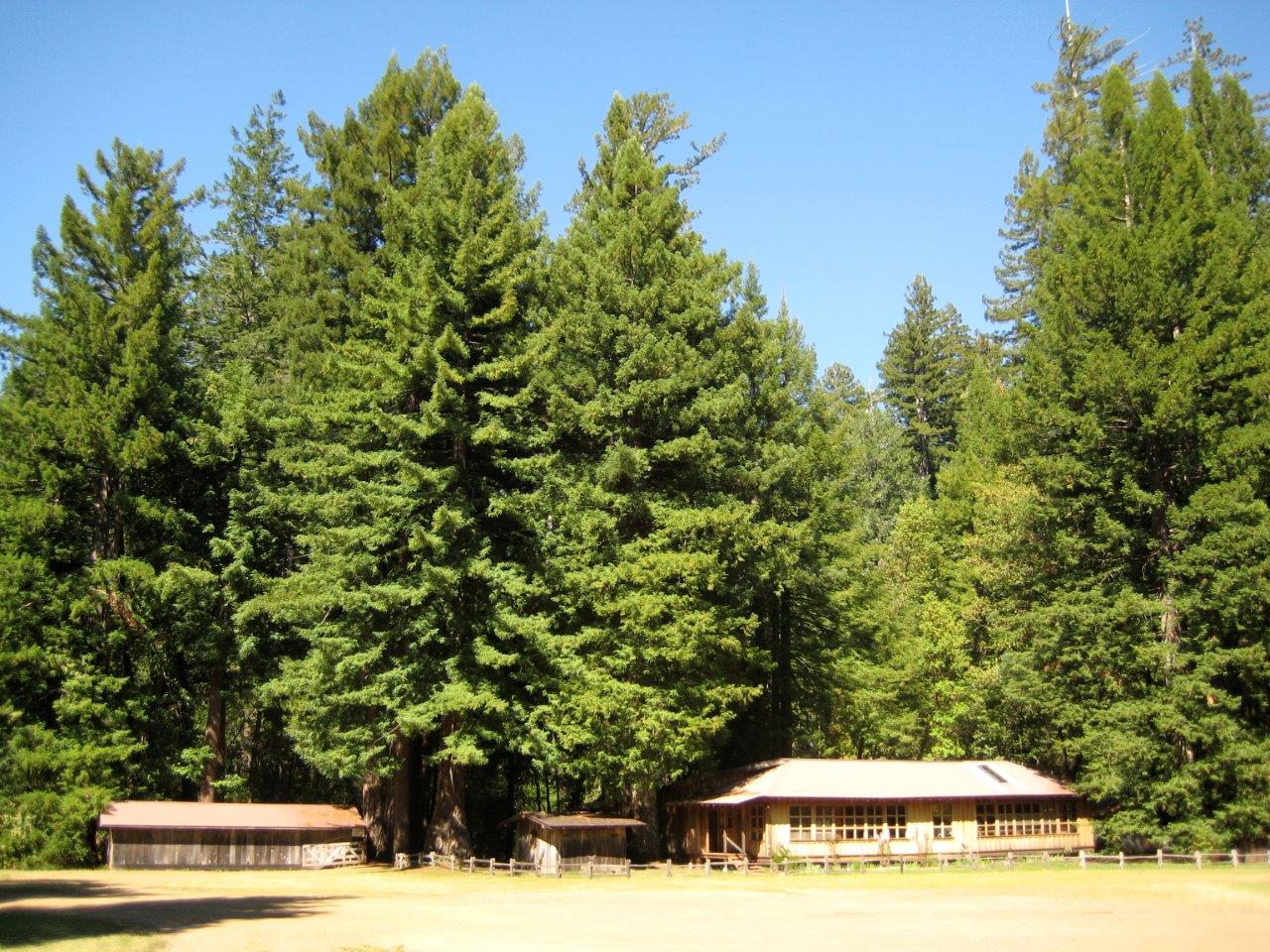 Redwoods (5)