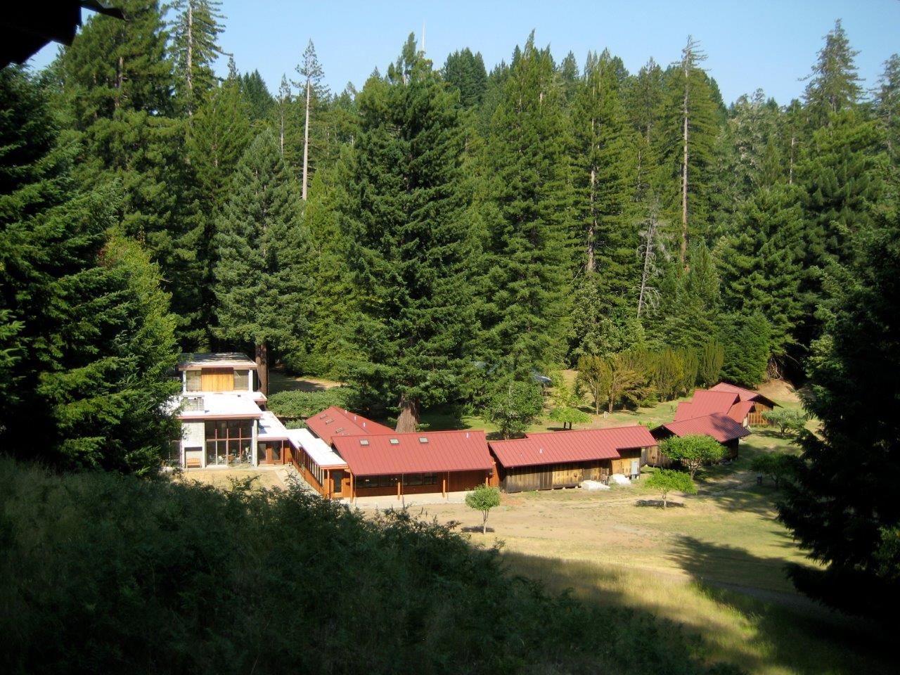 Redwoods (9)