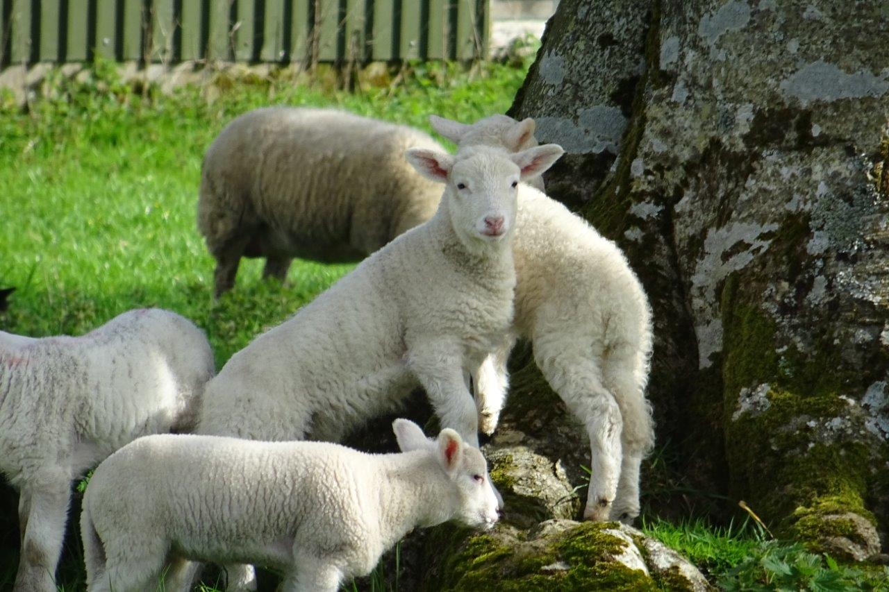 4. Lambs