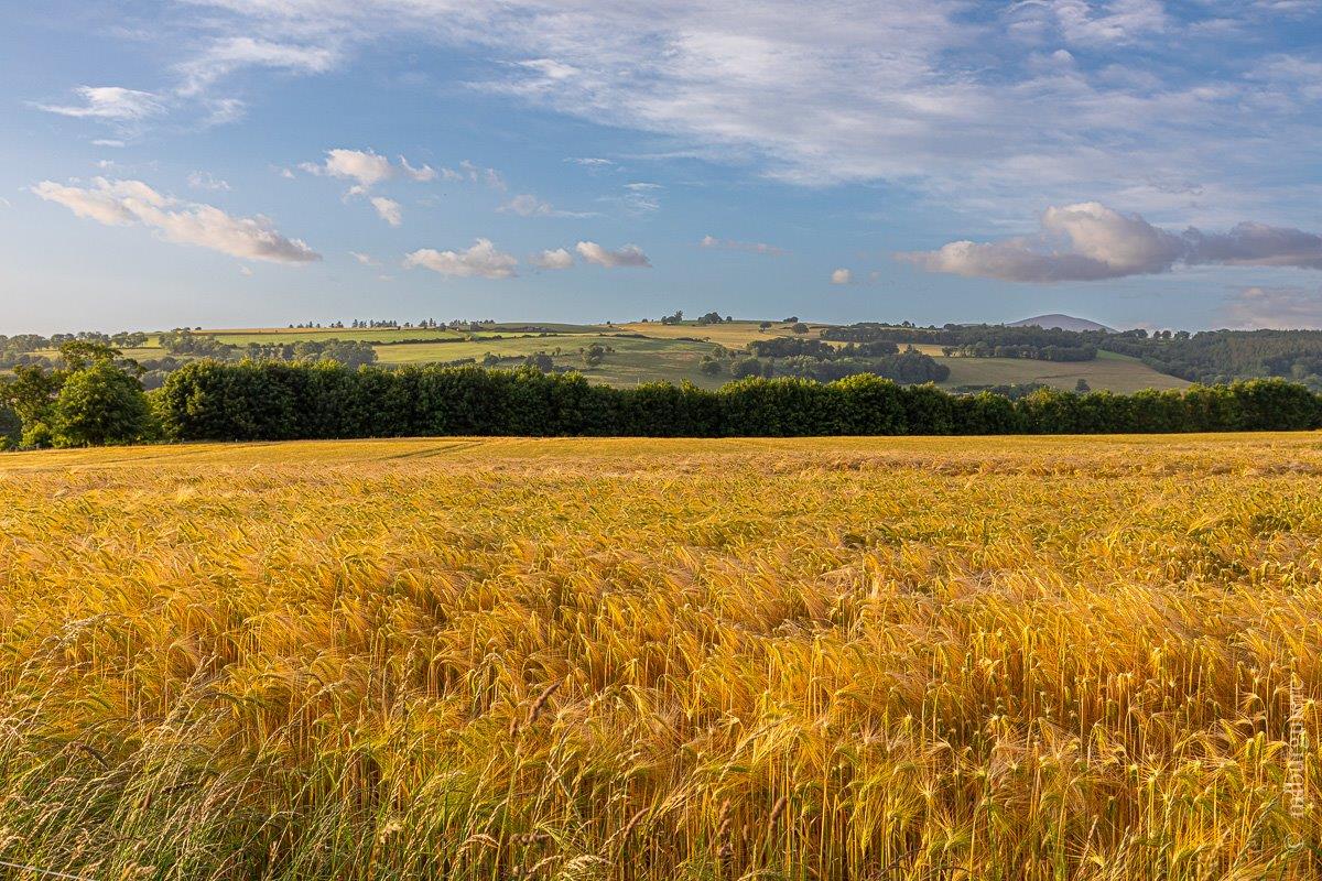 6. Barley Field